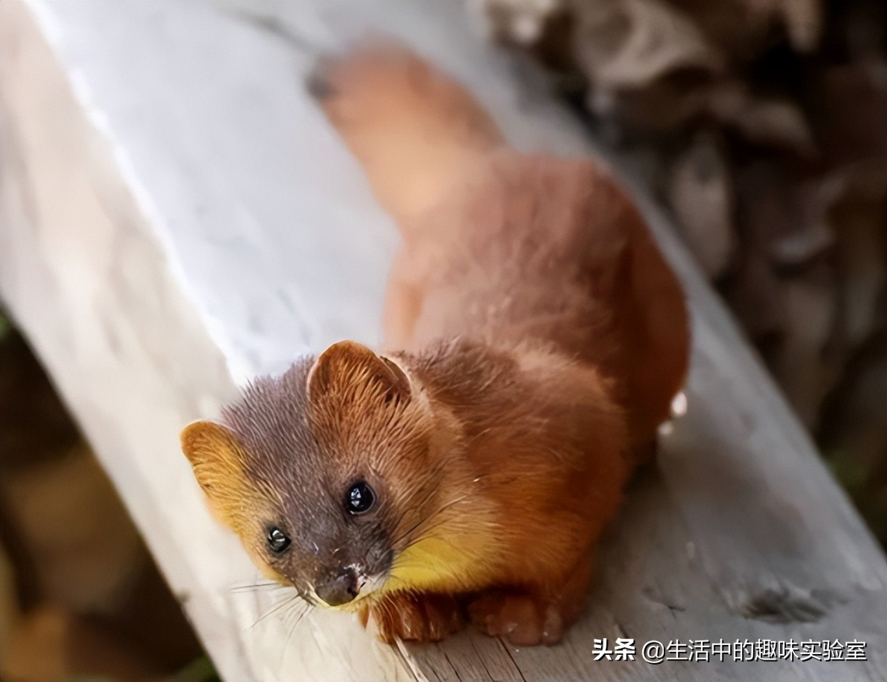 黄鼠狼迷信的说为什么不能杀,黄鼠狼不能杀的真实原因