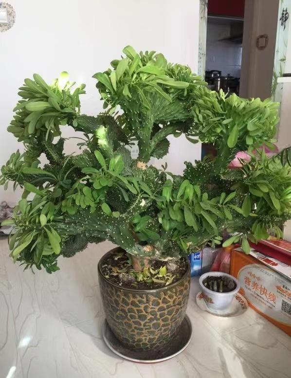 4种花颜值高养在家里超漂亮,家里养什么花招财又旺家