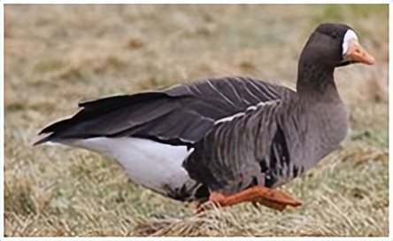 鸟类在分类学中统称为什么,鸟纲分类总表