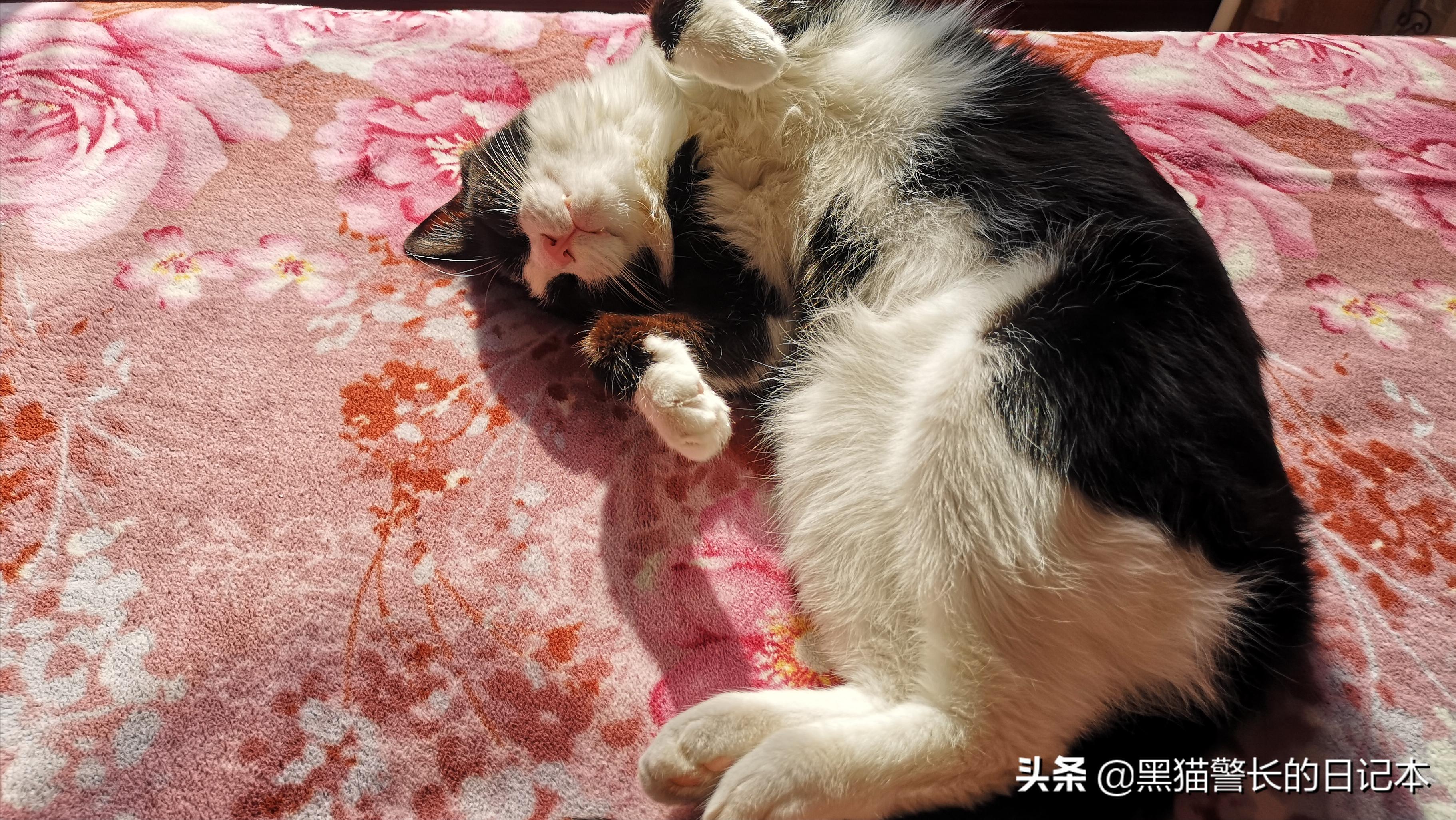 猫咪疱疹病毒传染性鼻结膜炎,猫鼻支疱疹病毒和杯状病毒区别