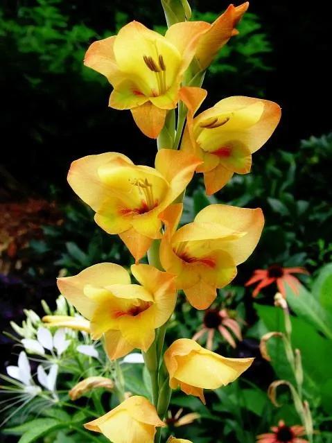 100种迷人的“数字花”,从零到一百万,真是太神奇了