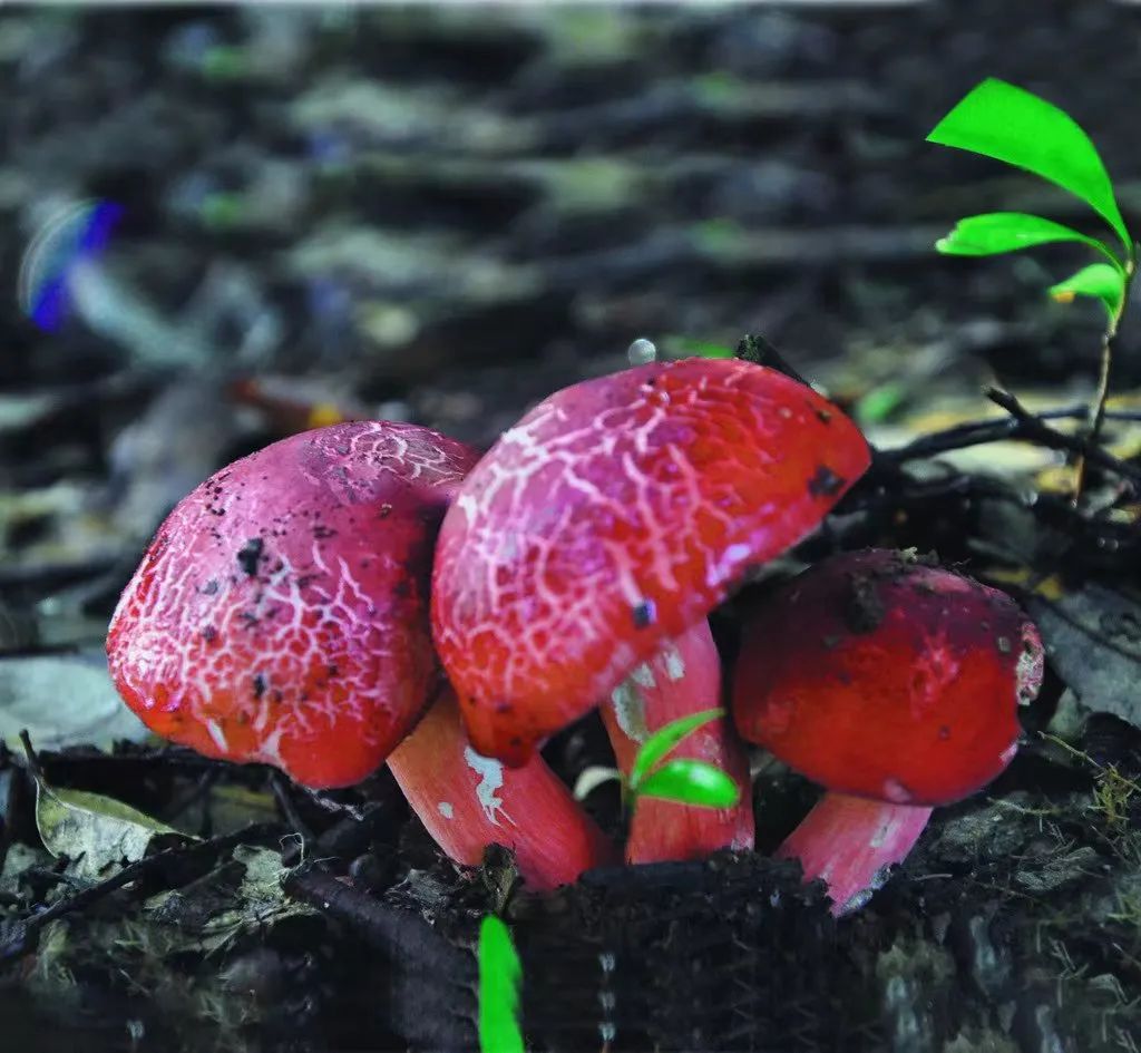 菌菇种植产业带动增收致富,菌菇种植助农增收