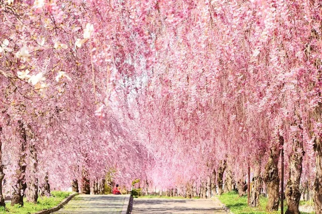 日本樱花春日游,关于日本的仙气美景樱花