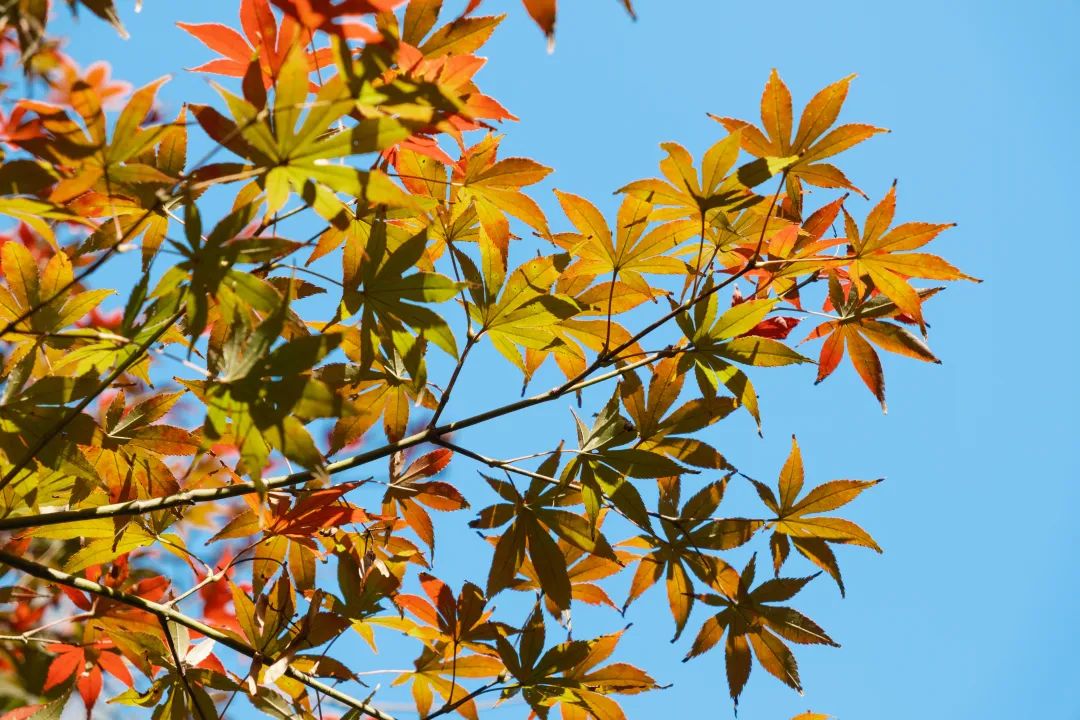 适马85mmf1.4镜头富士卡口,富士适马18-50镜头评测