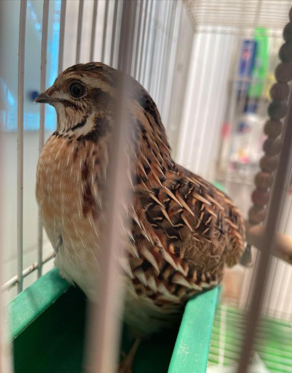 「科普」我国境内鸟类繁多,这40种罕见的鸟儿你都认识吗?