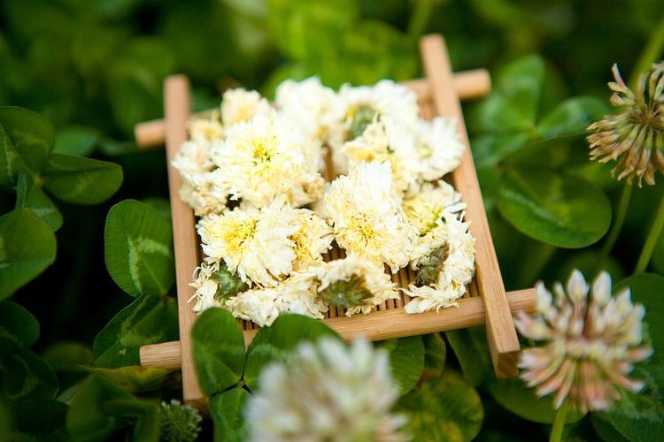 哪几种菊花茶的口感比较棒,有没有好一点的菊花茶推荐