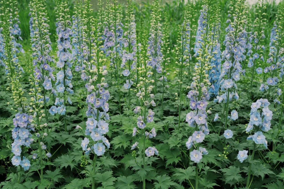 听我的，四月的杭州才是浪漫天花板。