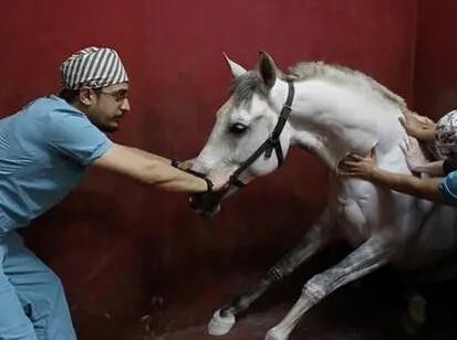 确定全麻手术后马匹心律失常的患病率和性质，评估心律失常的风险