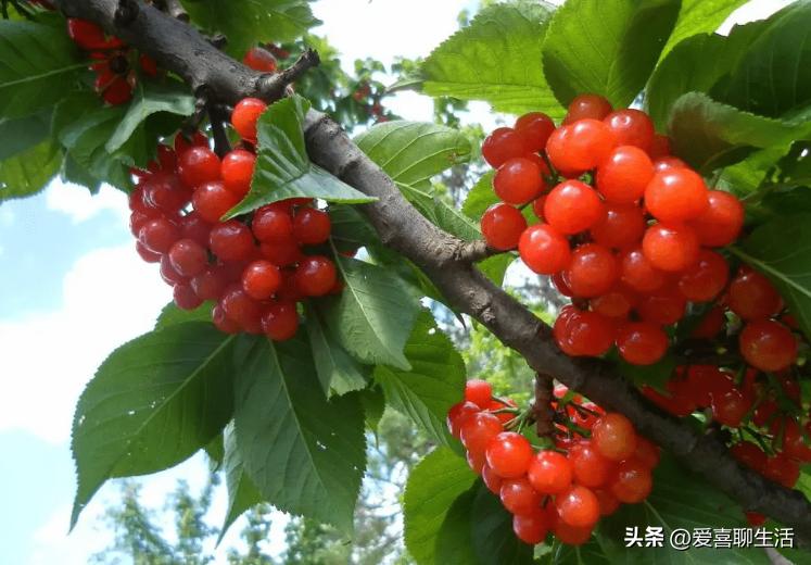 补叶酸多吃这几种水果,春吃春菜保健康五种美味不能少