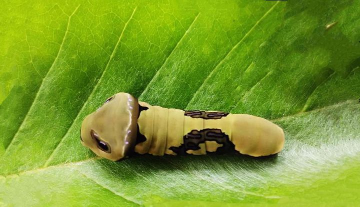 长得跟千足虫很像的虫子,长得很像蜈蚣的虫子图片