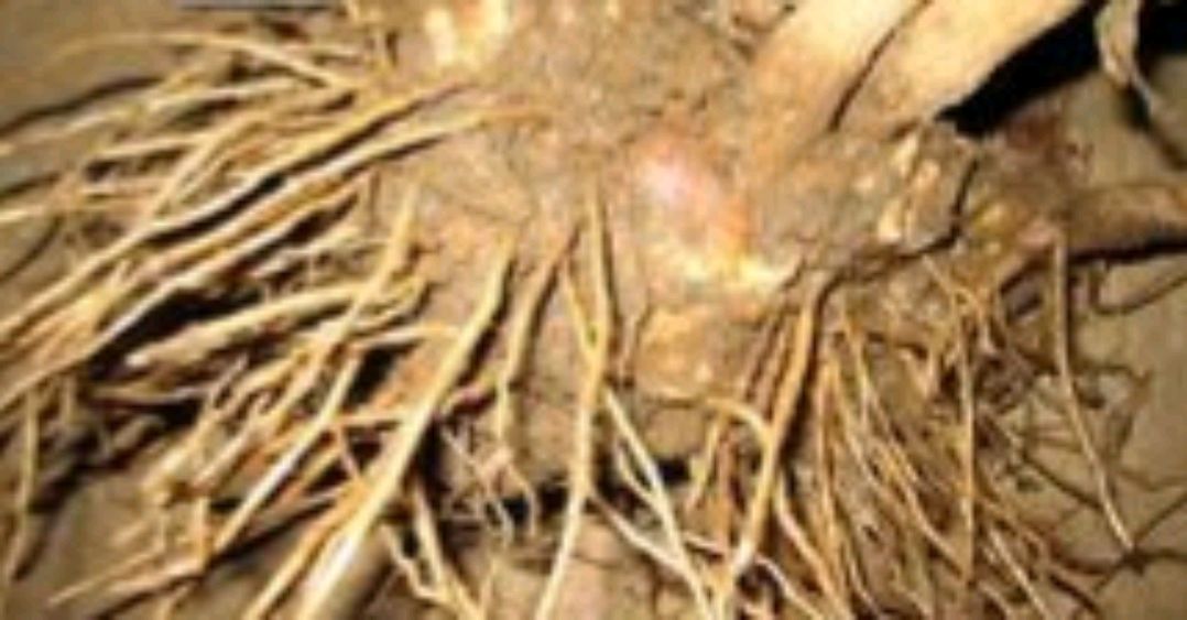 菊三七是什么药材,菊三七属都有哪些植物