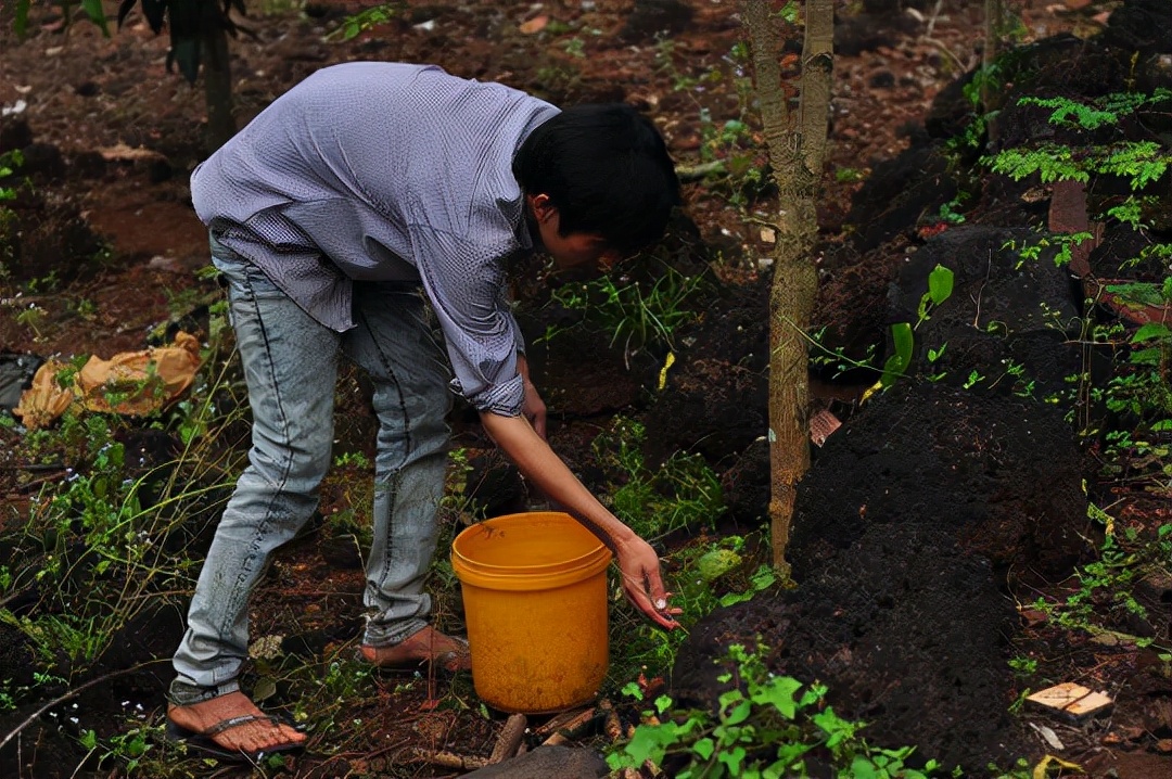 疯狂蝎子,疯狂的蝎子