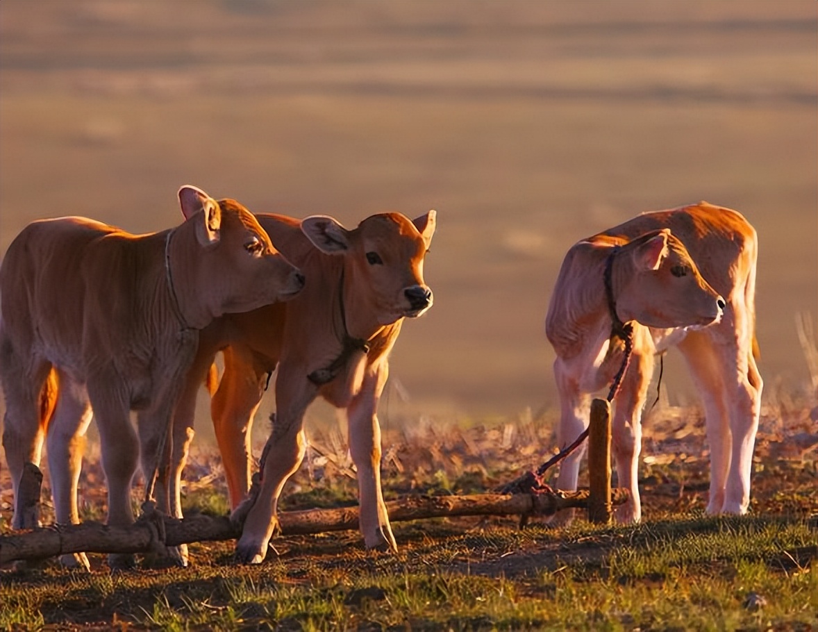 新生牛犊拉绿色稀水便用什么药,牛犊拉绿色稀便怎么回事