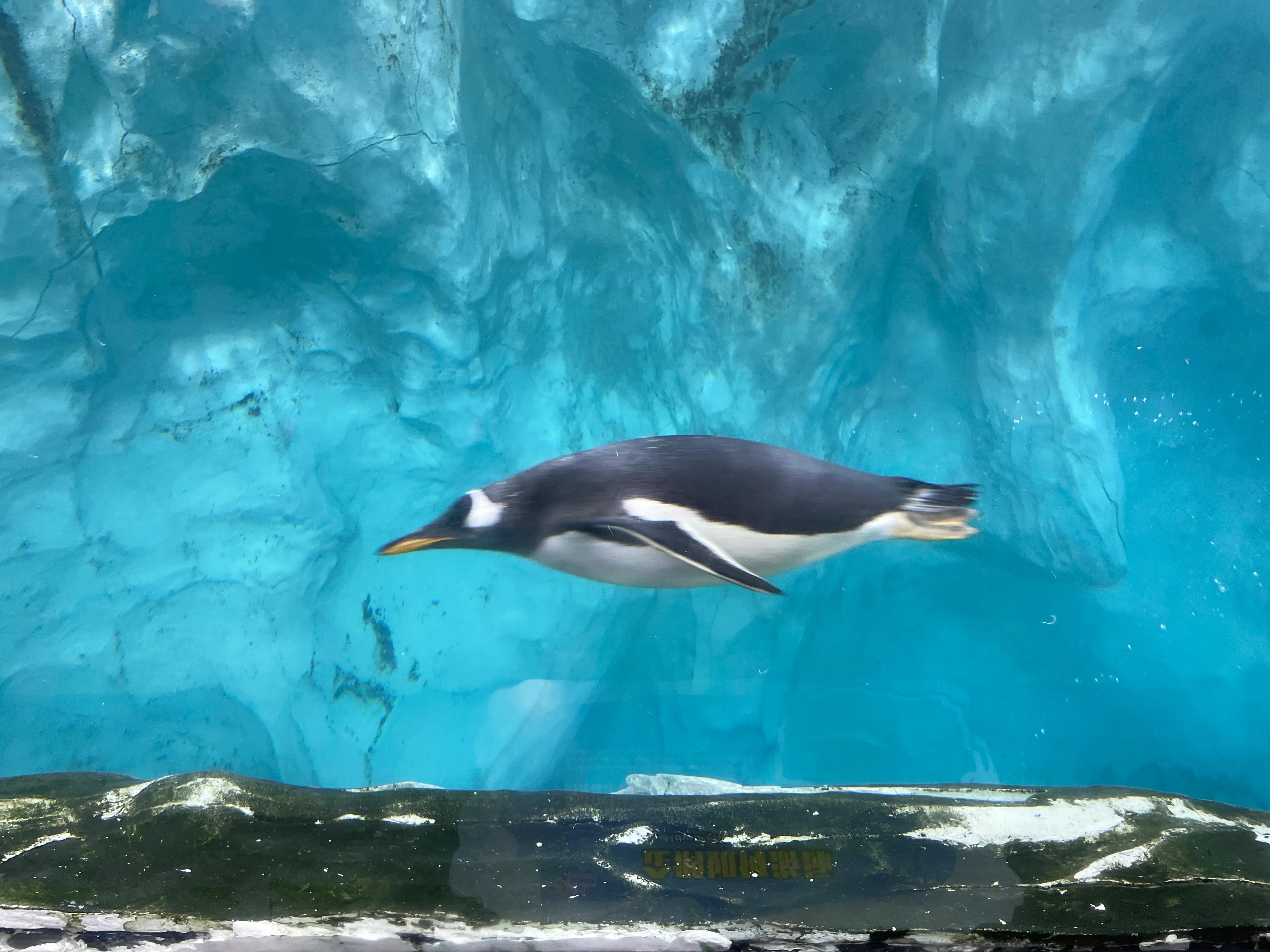 珠海长隆欢乐世界和野生动物园,长隆动物园和珠海海洋王国哪个好