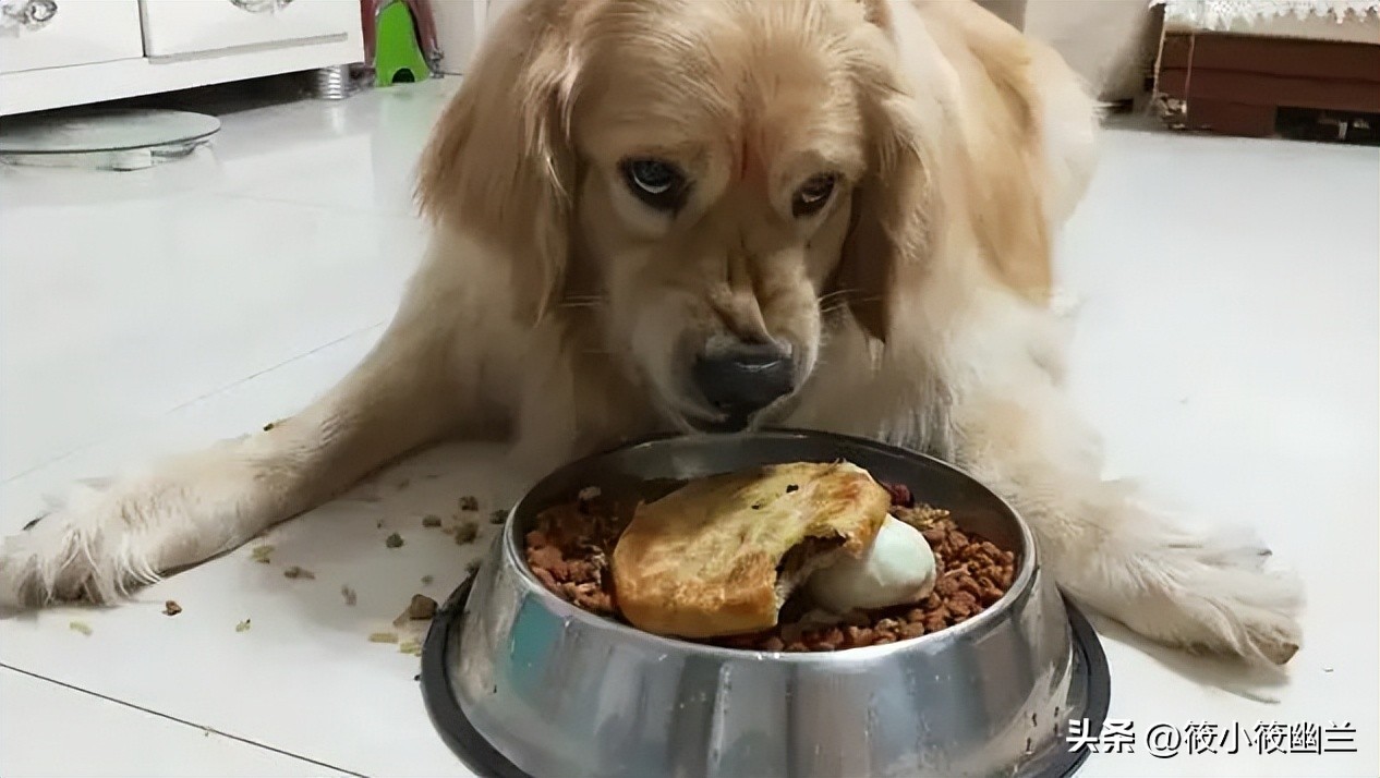 狗狗每天吃饭的最佳时间,狗狗的100种怪癖