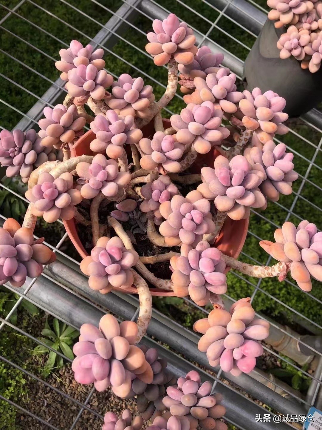 十大最萌的多肉植物,十大稀奇的多肉植物