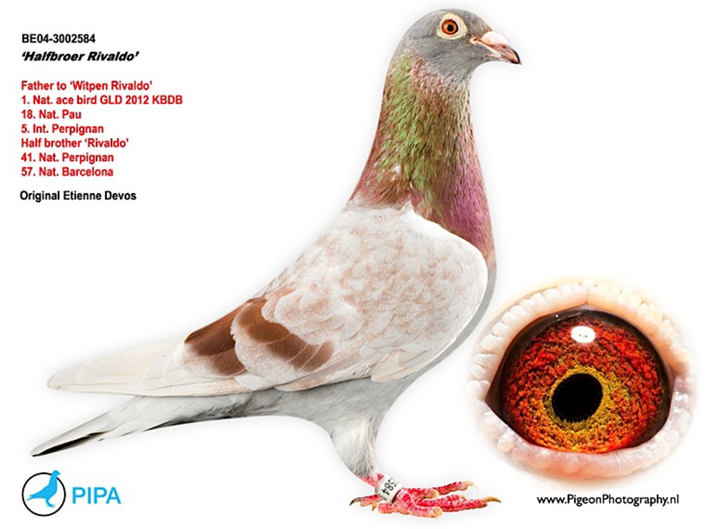 超级赛鸽种鸽,超级种鸽白羽