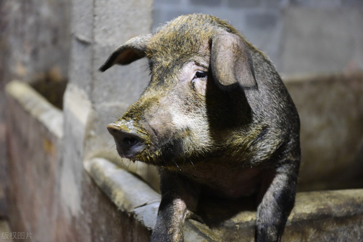 国际油价暴跌国内油价或第3次调,国内油价或将大幅调整原因