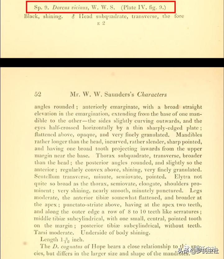 2022年第07期：闲话兜锹，上海本土锹甲的冷知识！|罗氏虫社