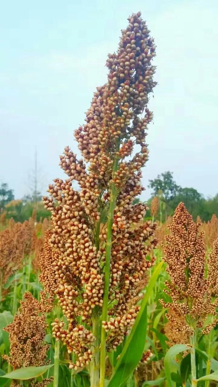高粱品种图片大全,高粱乌米图片