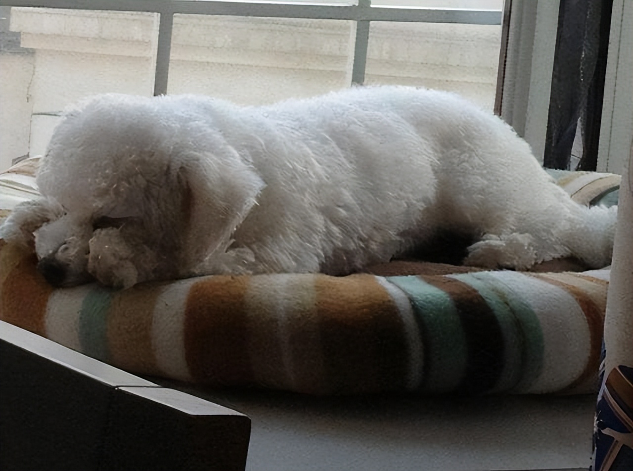 比熊犬的尴尬期是什么样子,比熊犬的缺点有哪些表现