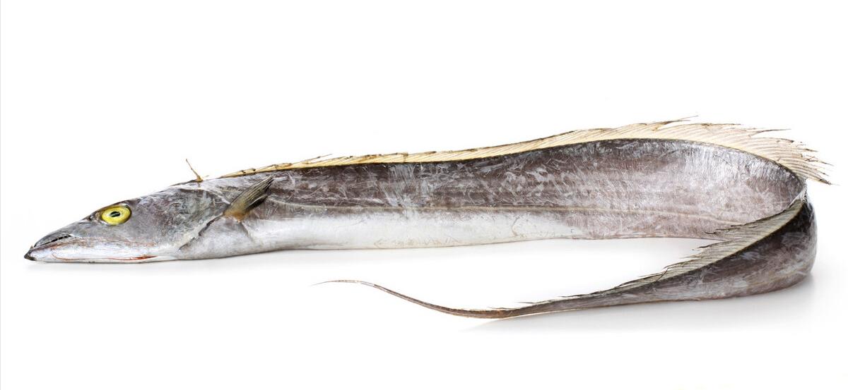 如何区别认识市面上常见的几种鱼,各种鱼怎么分类