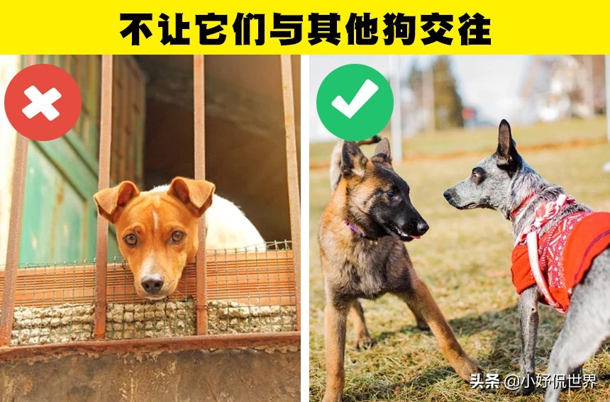 可能会对狗狗带来伤害的10种粗心大意的行为