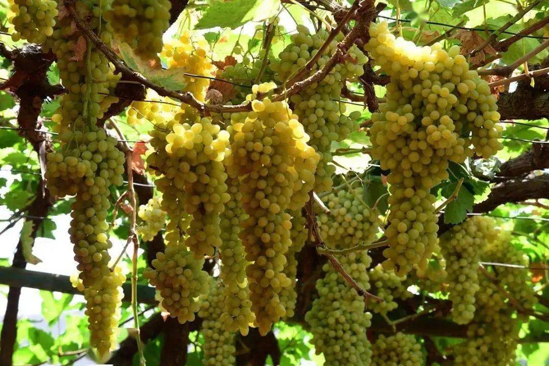 地表温度高达70度的火焰山,吐鲁番地表温度70度