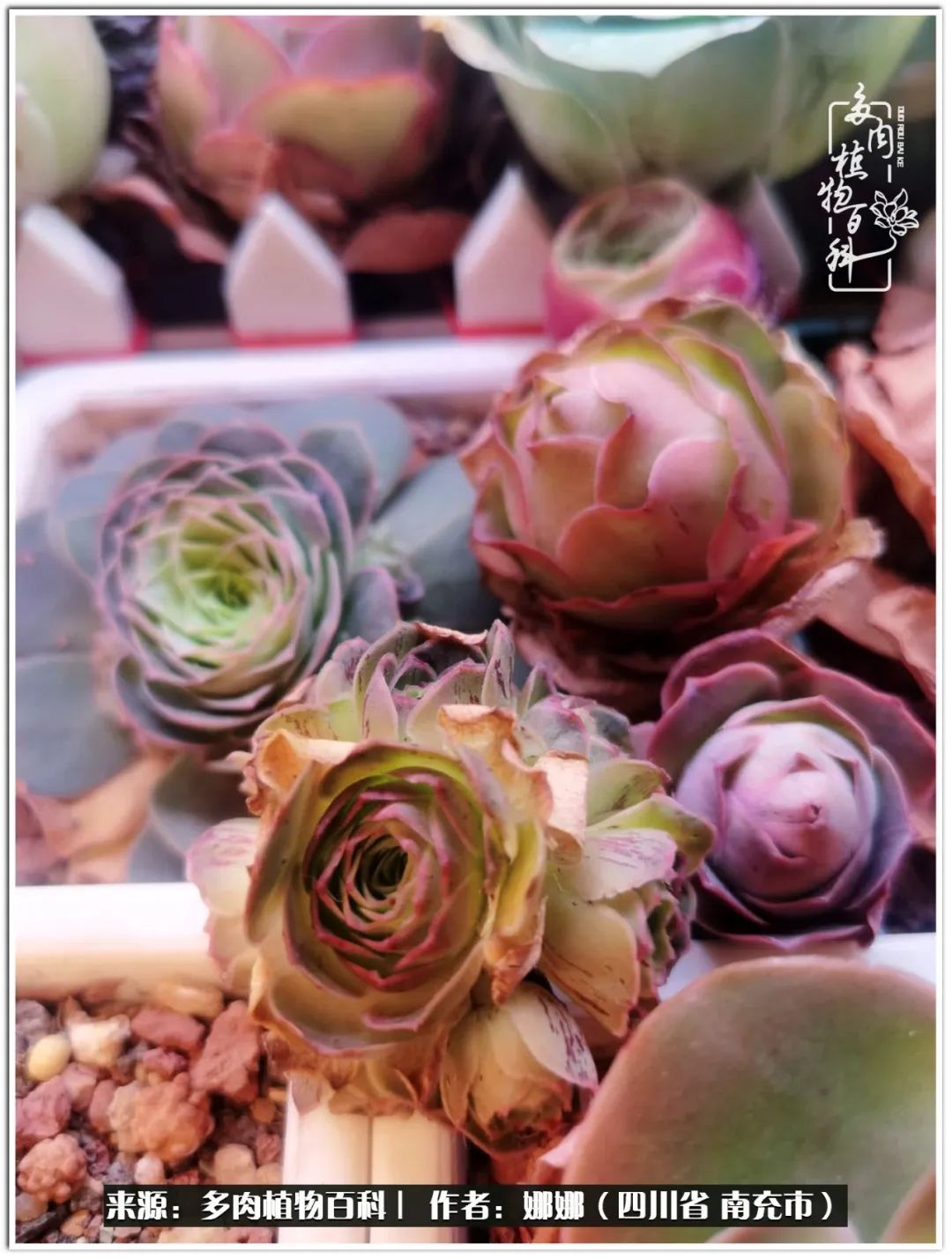 带刺的玫瑰阳台多肉,开花的玫瑰多肉