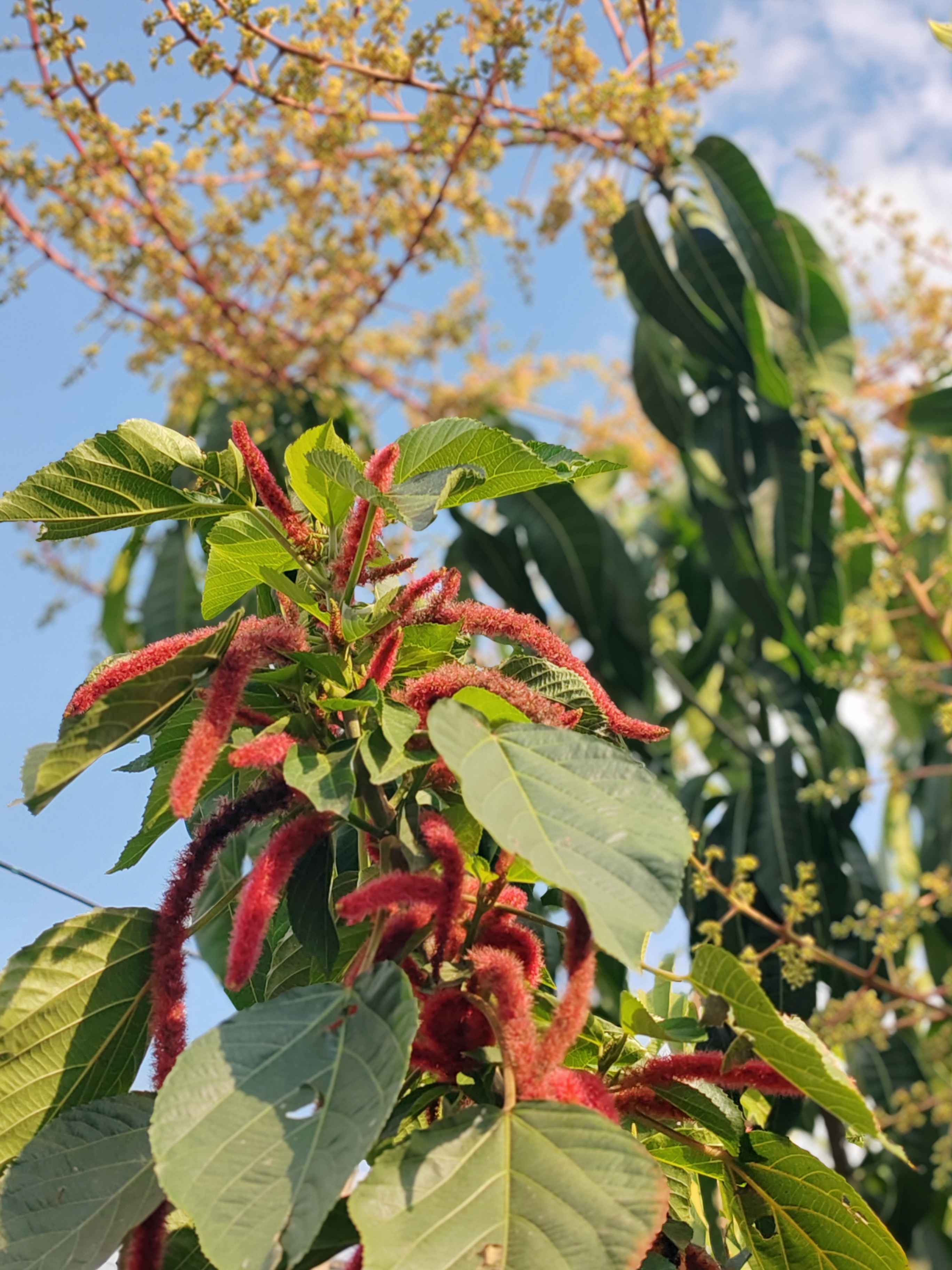 西双版纳傣族村寨和傣族园,西双版纳美丽的傣族园