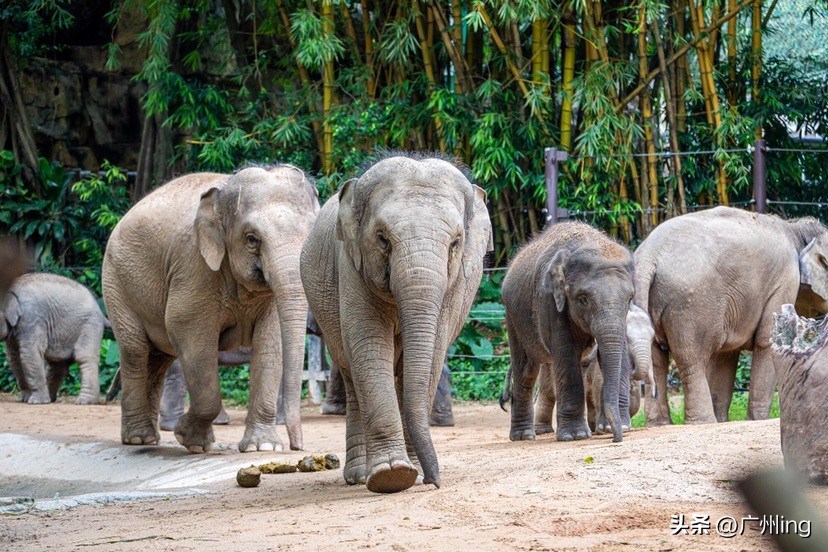 世界大象日了解亚洲象大种群,大象培育巨象