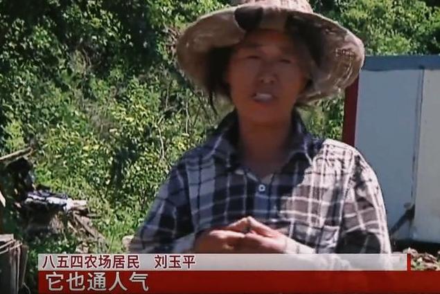 黑龙江养蜂女刘玉平：与20条大蛇同睡在一张床上，至今没被咬过