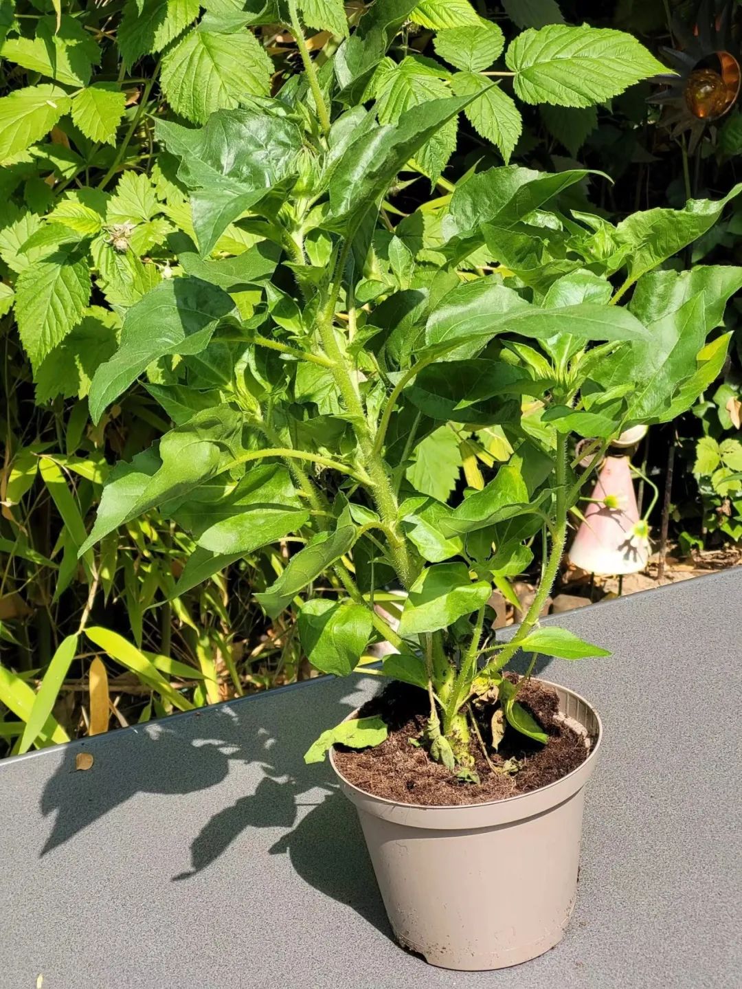 适合夏天养的7种花越晒开花越旺,阳台高温如何养墨兰