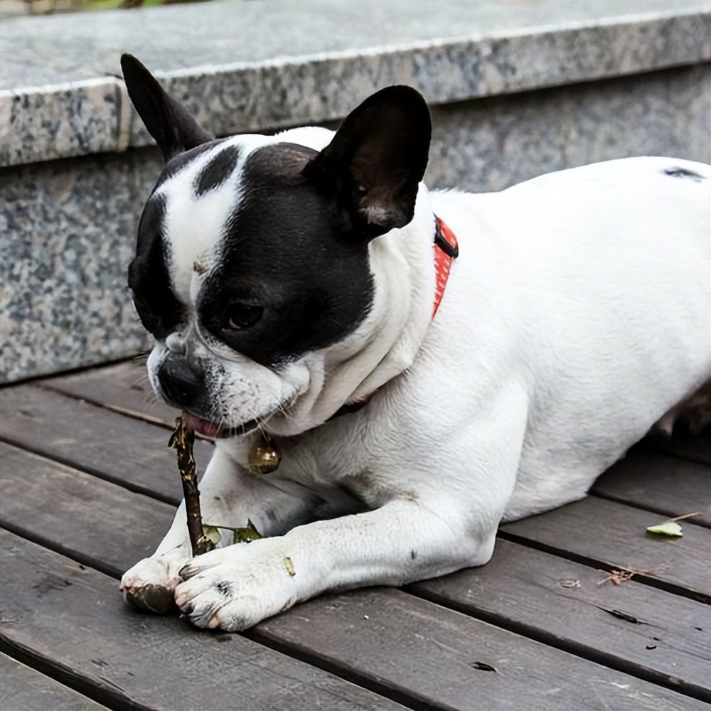 十大省心最好养的狗体型要小,最适合新手养的狗是什么狗