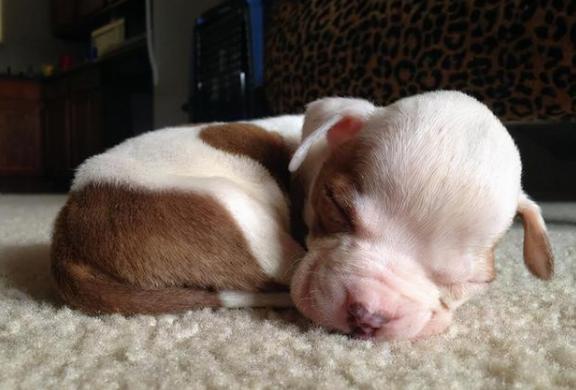 茶杯犬价格歧视,茶杯犬一般都是多少钱一只