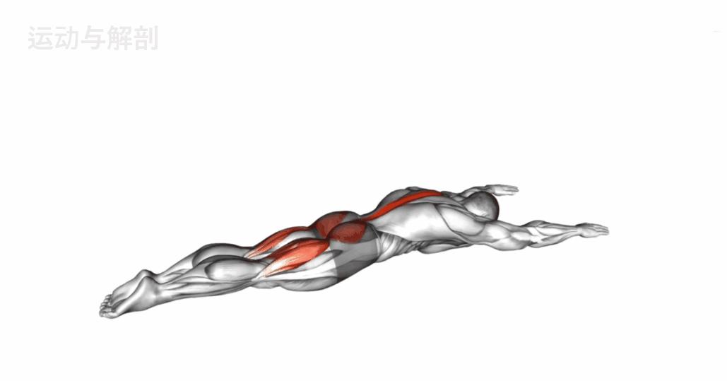零基础居家健身动作教学,家庭健身动作教程动图