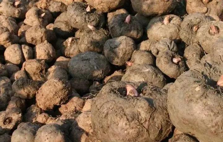 鲜魔芋做魔芋豆腐,魔芋豆腐制作视频