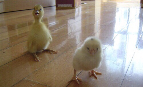 魔人哈兰德母亲,魔人哈兰德经历