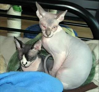 世界上最贵的猫咪,十种世界上最昂贵的猫咪