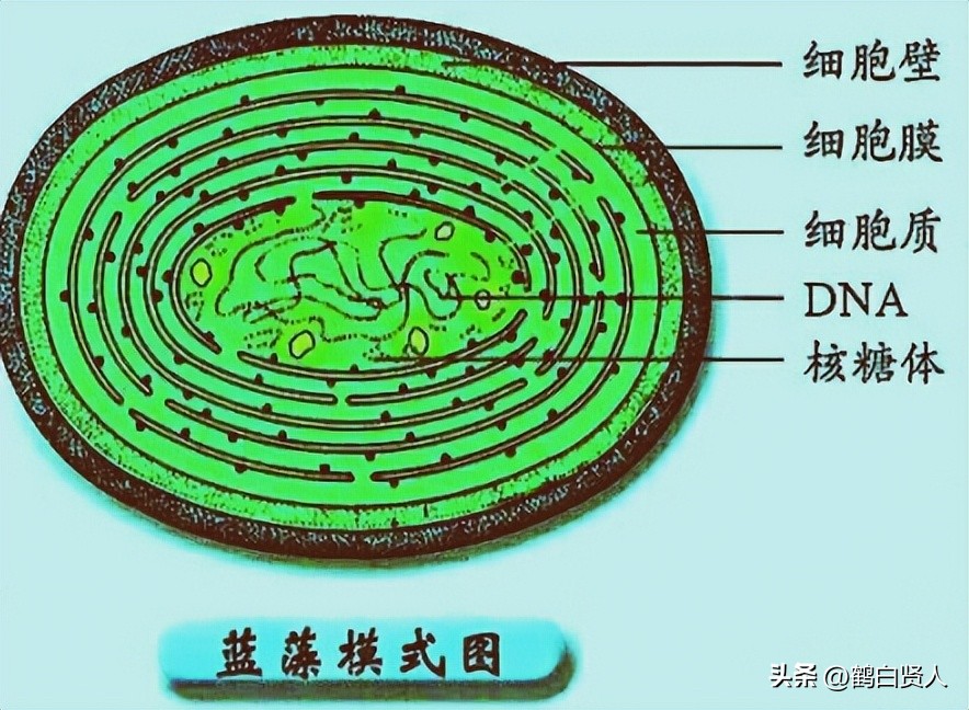 蓝藻的前世今生,蓝藻前世今生