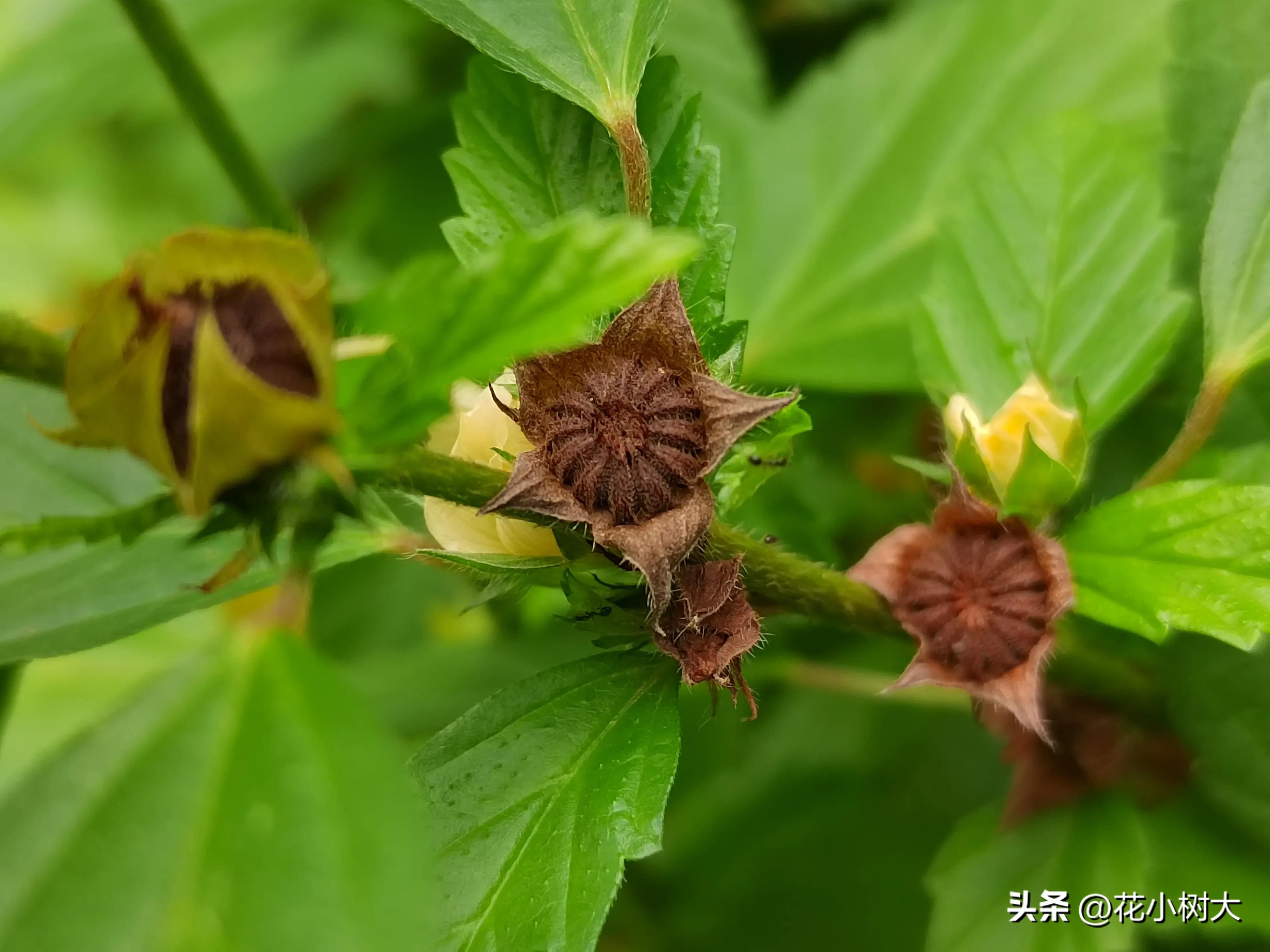 植物图鉴菊花,植物视频实拍
