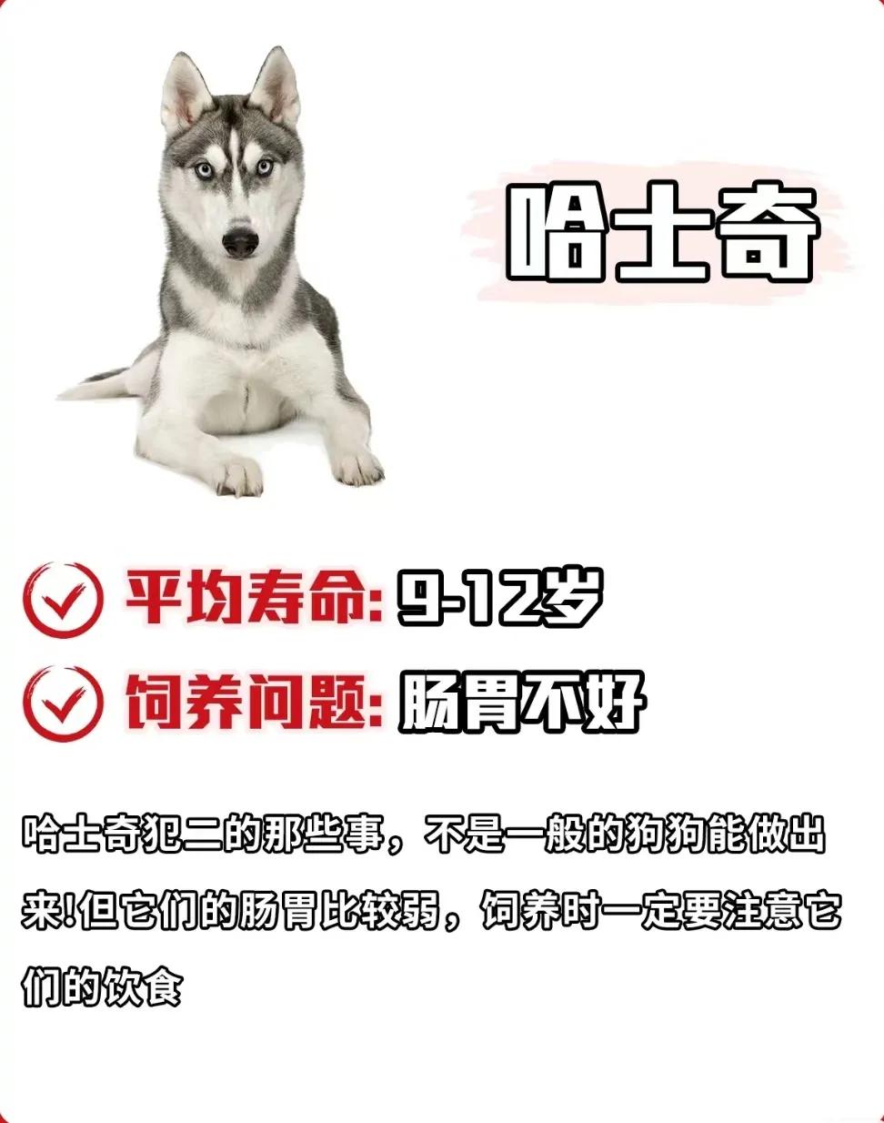 雪纳瑞狗狗的寿命,寿命最短的狗狗