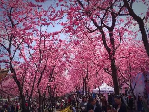 昆明大理丽江玉龙雪山旅游线路,云南昆明玉龙雪山丽江大理六日游