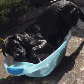 黑色拉布拉多和金毛哪个好养,黑色拉布拉多适合和什么颜色配