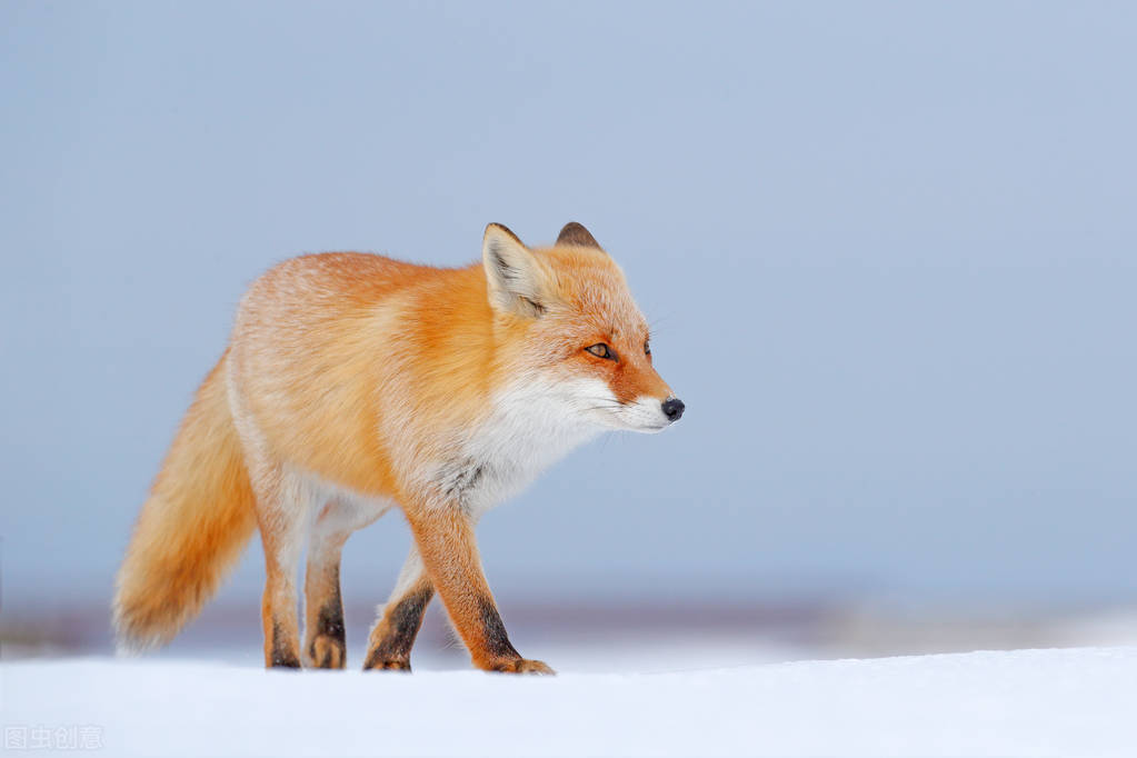 荒野猎人三,猎人3级潜行技能在哪学