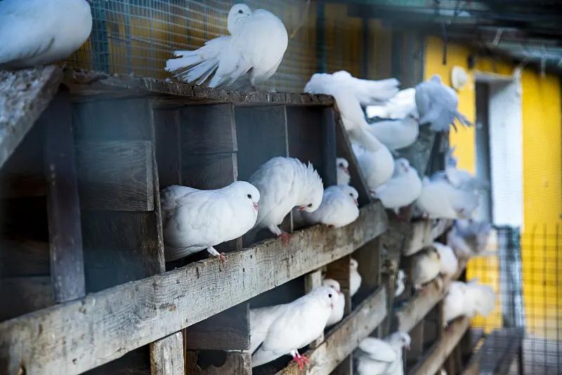 素食宠物食品,素食宠物零食有哪些品种