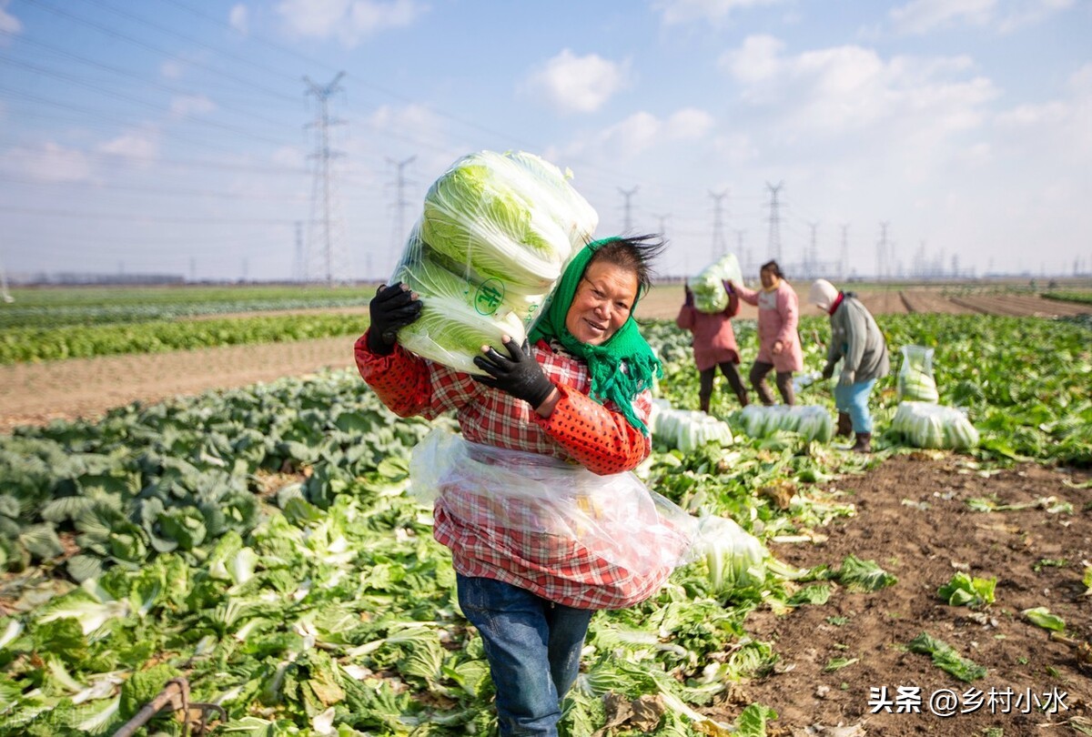 白菜出苗后需要打什么药,白菜刚种完太旱咋办