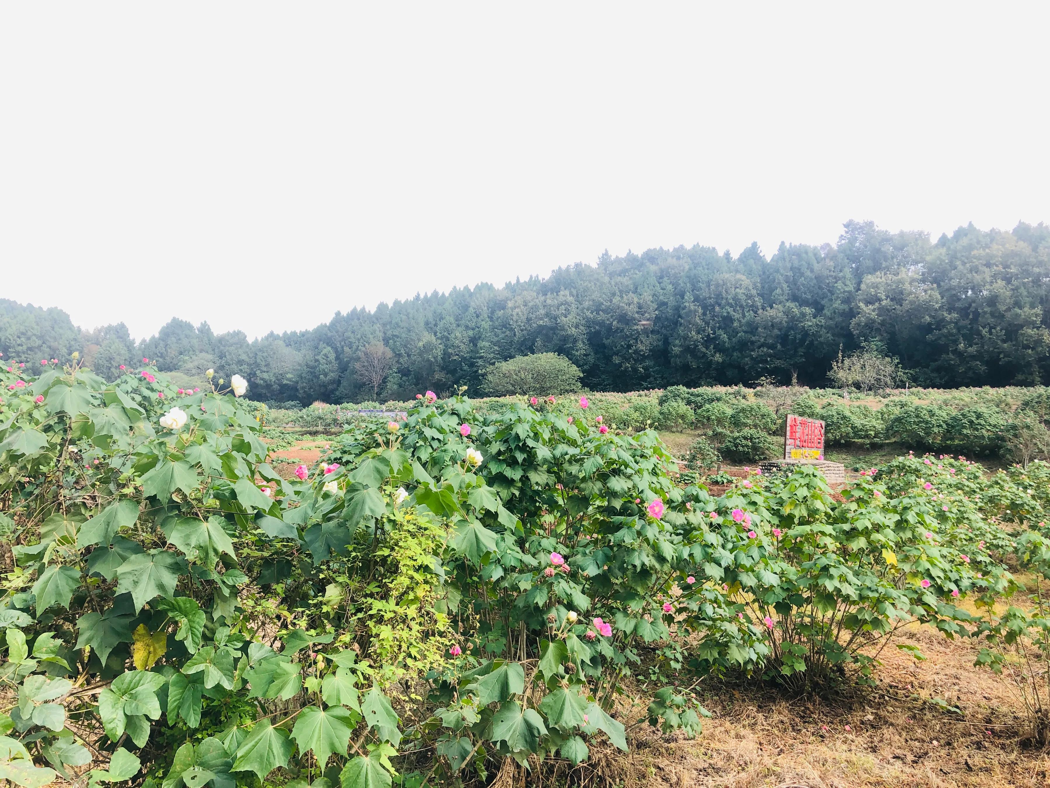 閲戝爞椴滆姳灞辫胺鍊煎緱鍘诲悧,閲戝爞椴滆姳灞辫胺娓歌