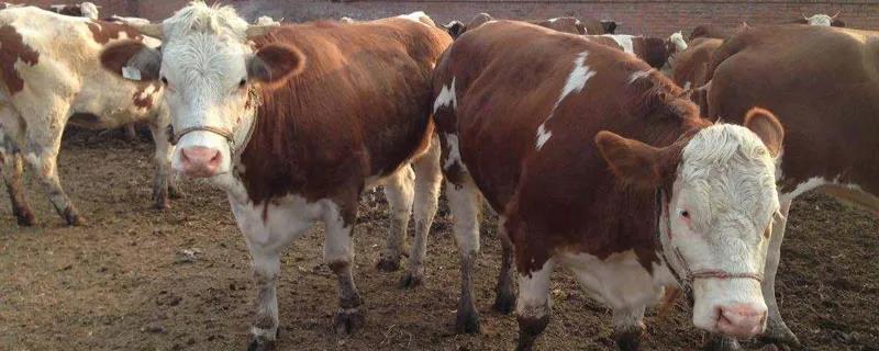 今日牛价西门塔尔云南最新价格,今日西门塔尔牛多少钱一斤