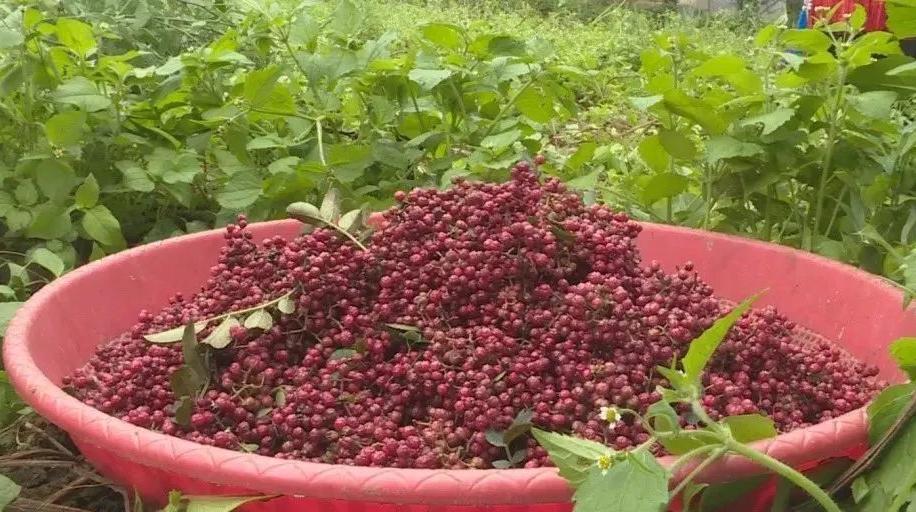 昭觉美姑,美姑路况